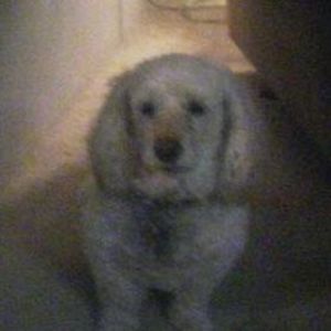 Meet your Posher, Peggy